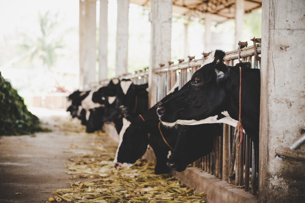 Amboni Dairy Farm Legacy